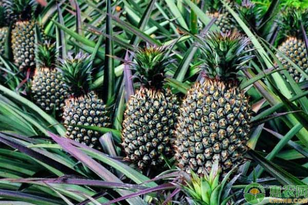 菠萝有哪几种品种图片,菠萝常见的品种有哪些种类
