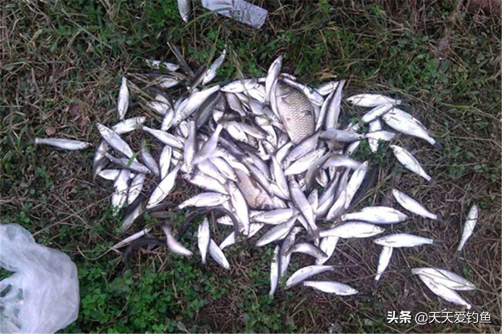 手竿怎么钓白条鱼最快最有效,手竿狂拉白条的几种方法