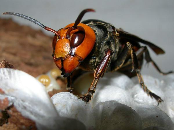 全世界最厉害的五只虫子,全世界最厉害的虫子
