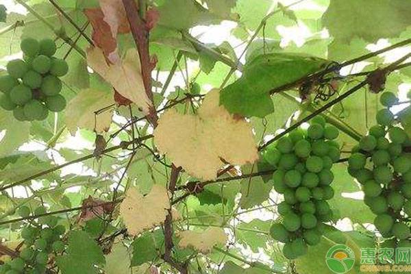 葡萄叶子发黄干枯打啥药,葡萄叶子发黄是什么原因怎样解决