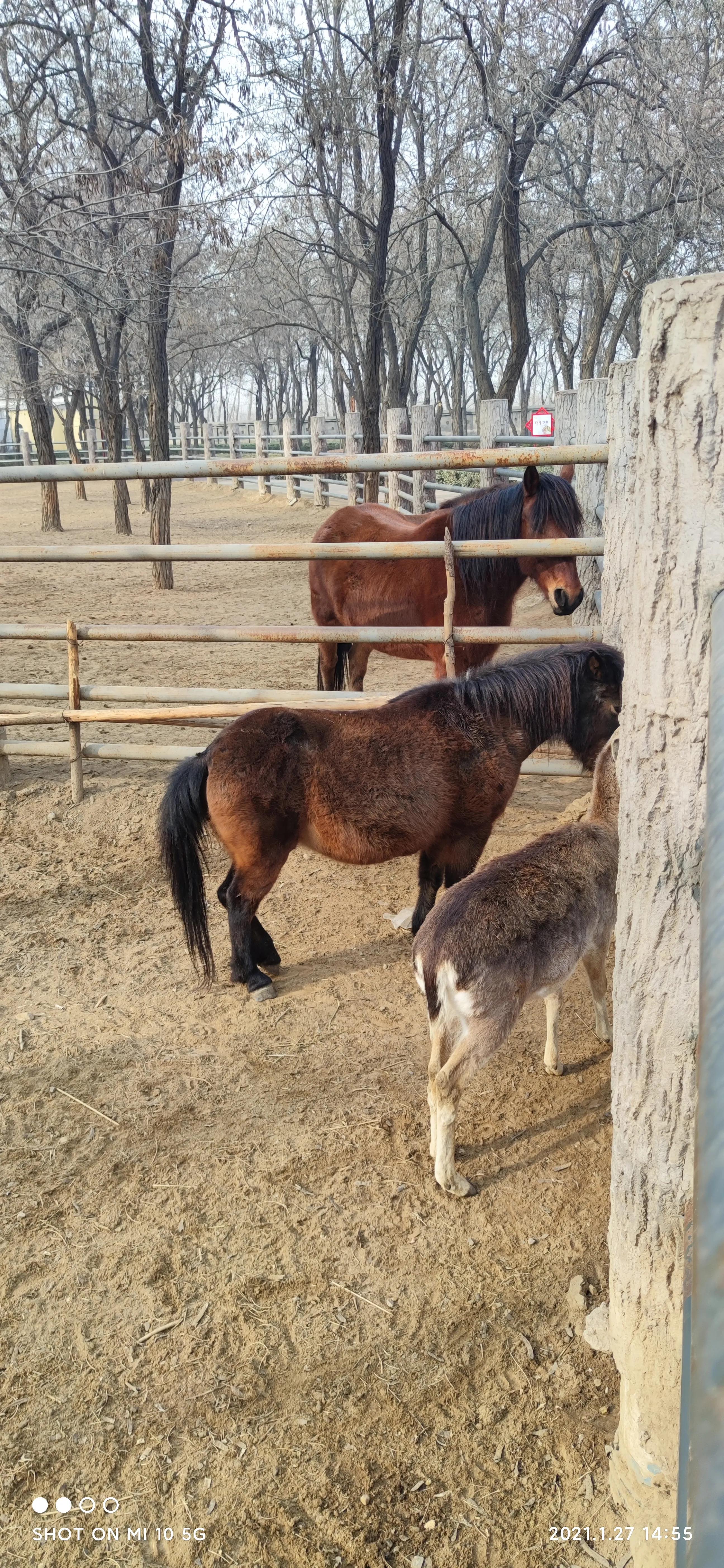 关于写动物园的句子,动物园宣传语短句