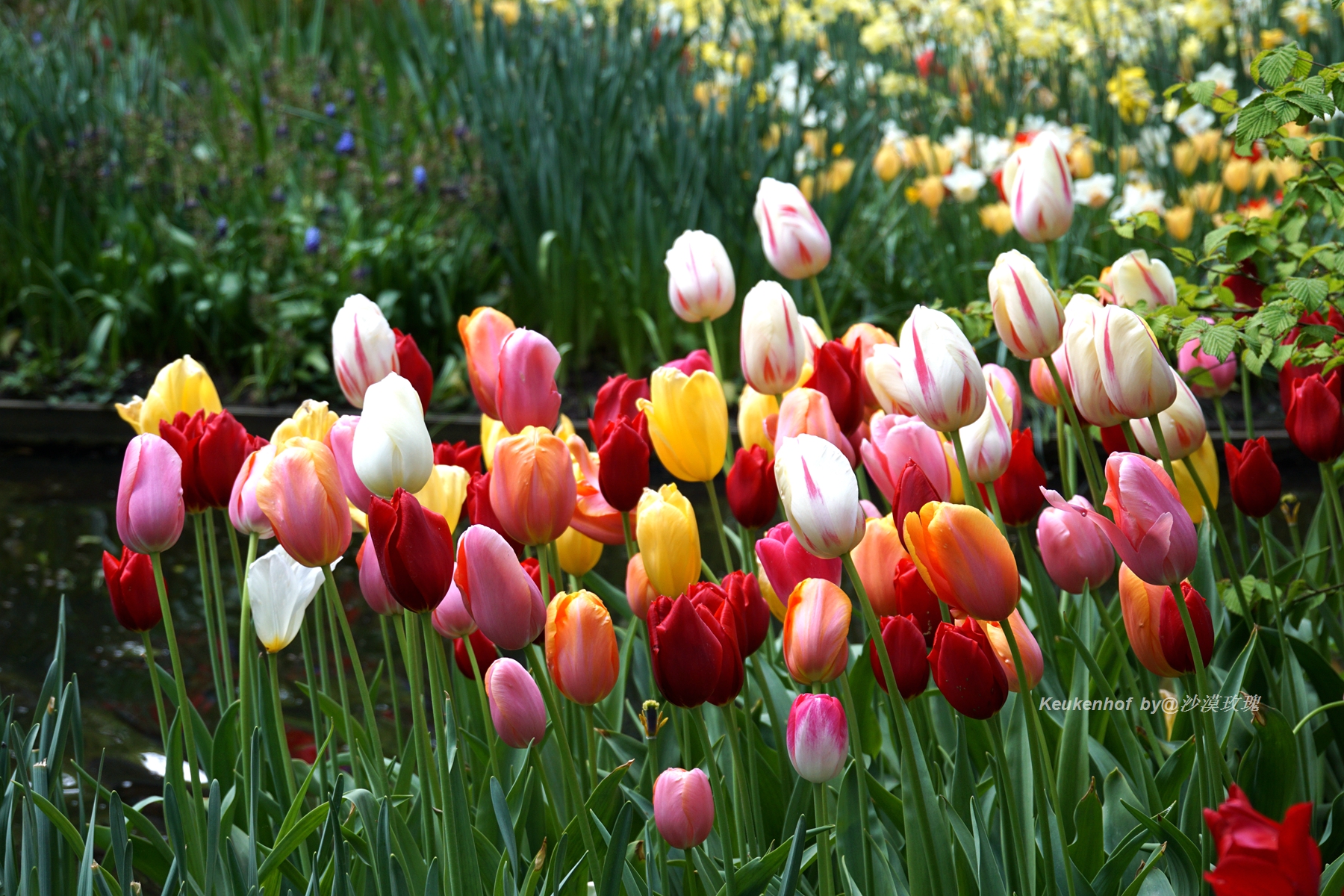 带你观赏荷兰郁金香,荷兰郁金香花海什么时候开