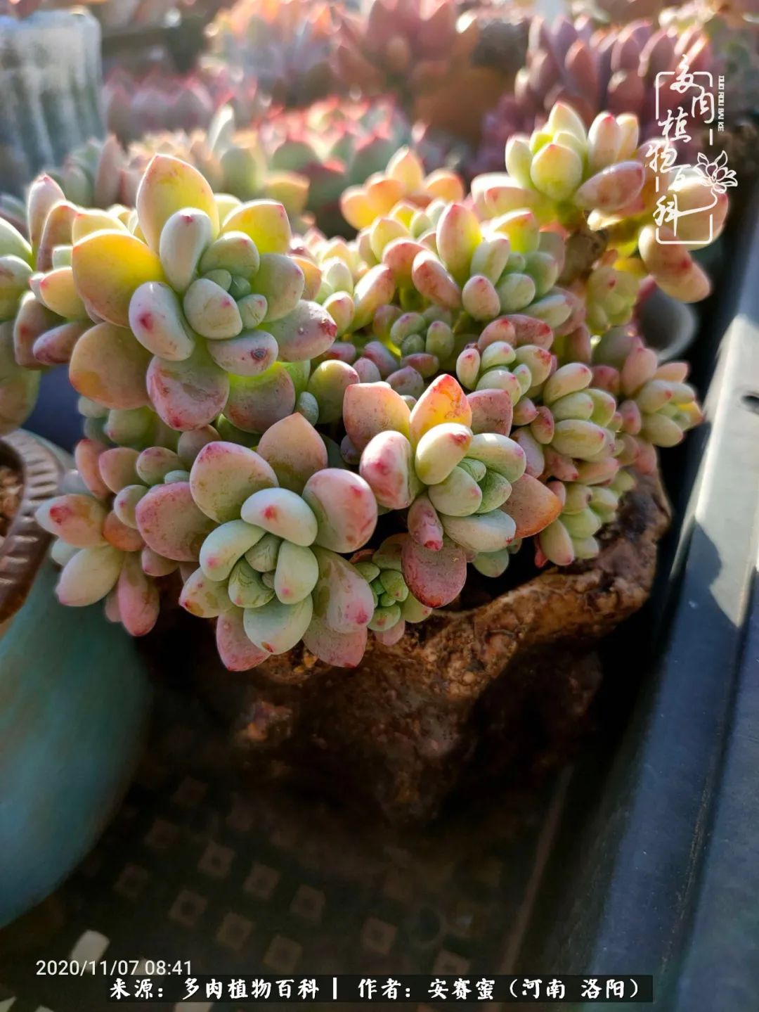 现在是多肉最美的季节,多肉最美的季节来啦