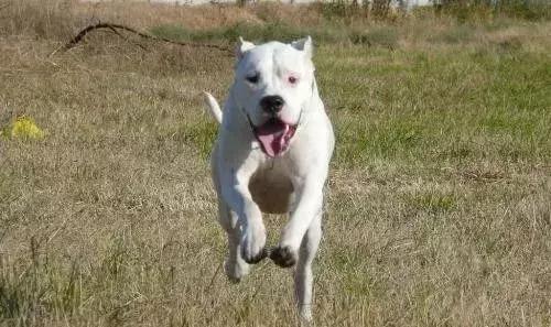 如何养好一只杜高,如何养好一只杜高犬