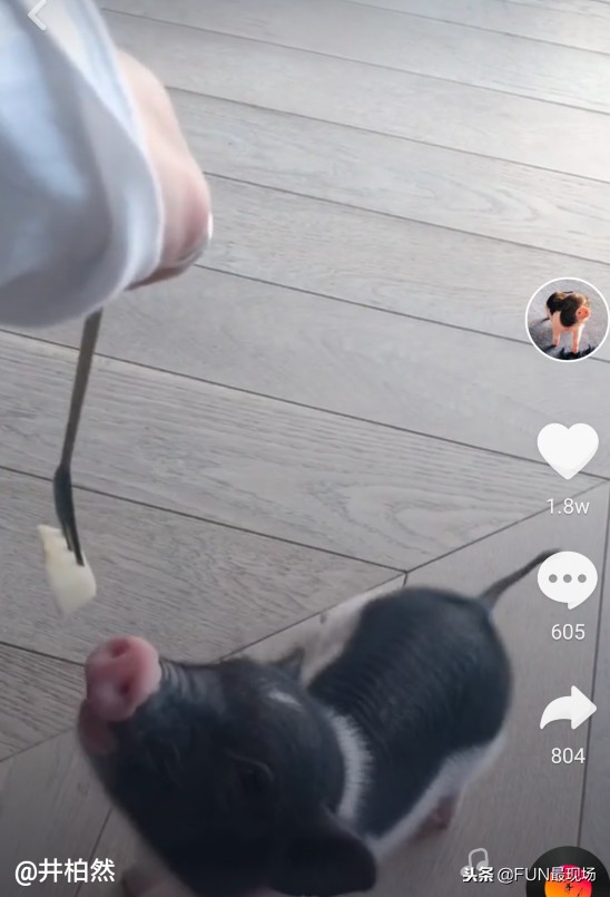 井柏然抖音小猪,井柏然给白敬亭送小猪佩奇