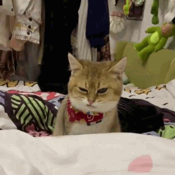 猫咪饲养管理现状,猫和老鼠猫咪现状