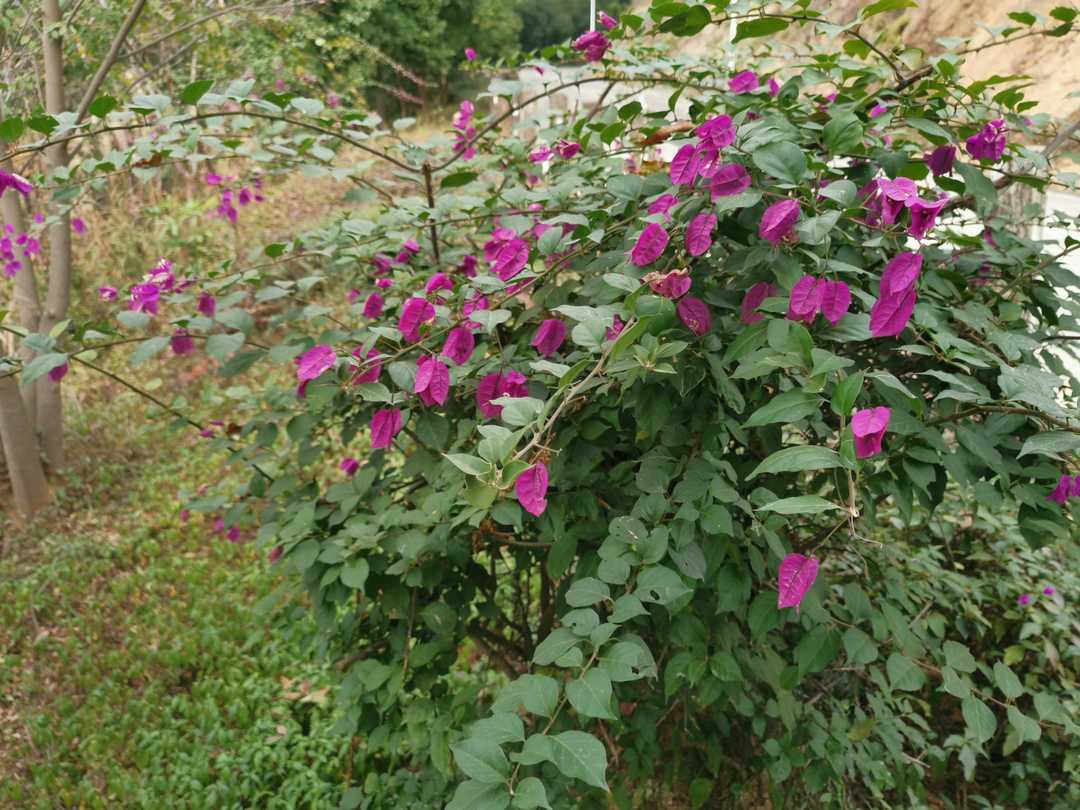 厦门市天竺山一日游,厦门天竺山攻略