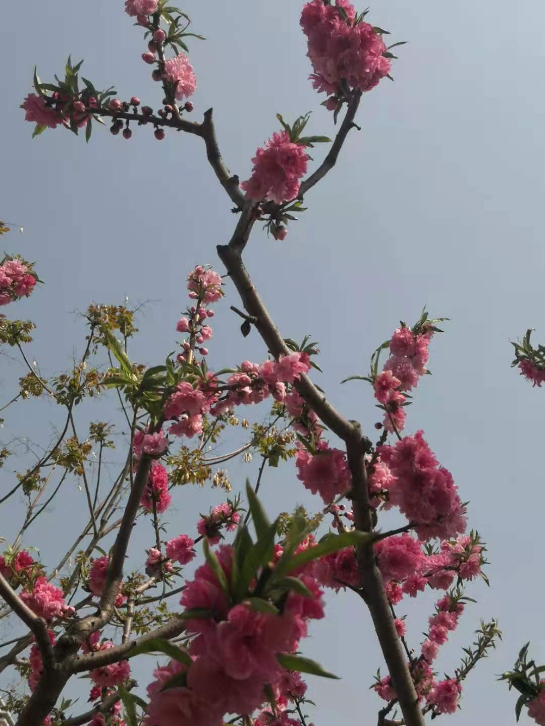 思君古诗词,思君诗歌曲大全