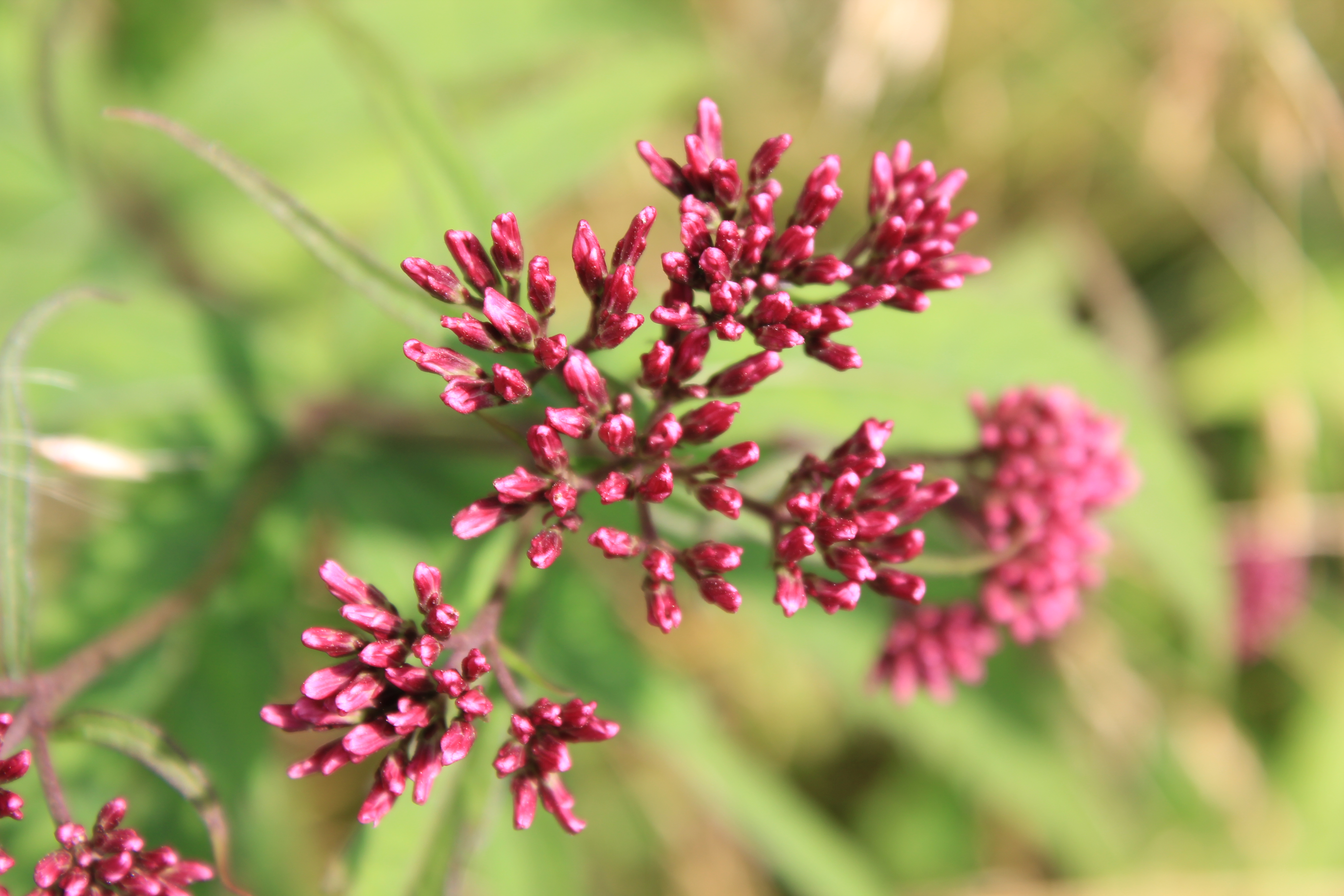 武汉周边避暑胜地｜端午武汉至咸宁九宫山2日自驾亲子游路线分享