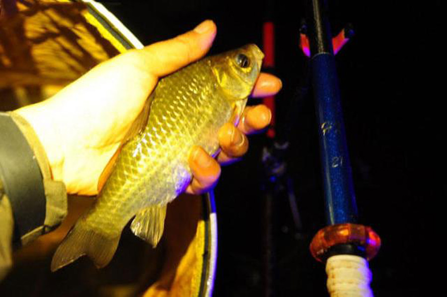 夏季钓夜鱼不吃钩怎么办,夏天夜钓天气凉爽钓不到鱼