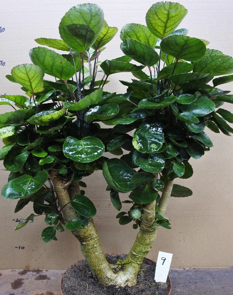 有招财守财寓意的花,招财纳财的花