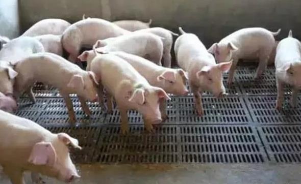 养殖场苍蝇太多怎么消灭,养殖场苍蝇怎么消灭最有效