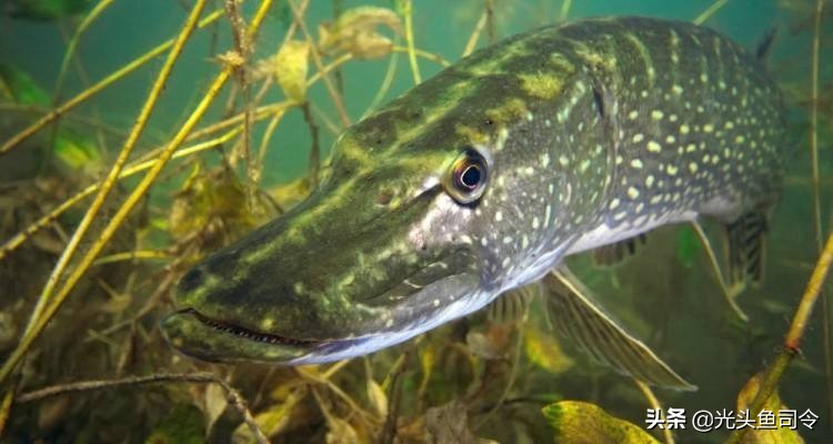 伊犁河狗鱼：寿命267岁重达40公斤，身材苗条，性情“残暴”