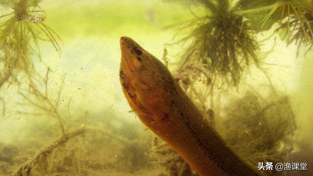 钓鱼出现顶漂的解决方法,钓鱼如何避免浮漂爆顶