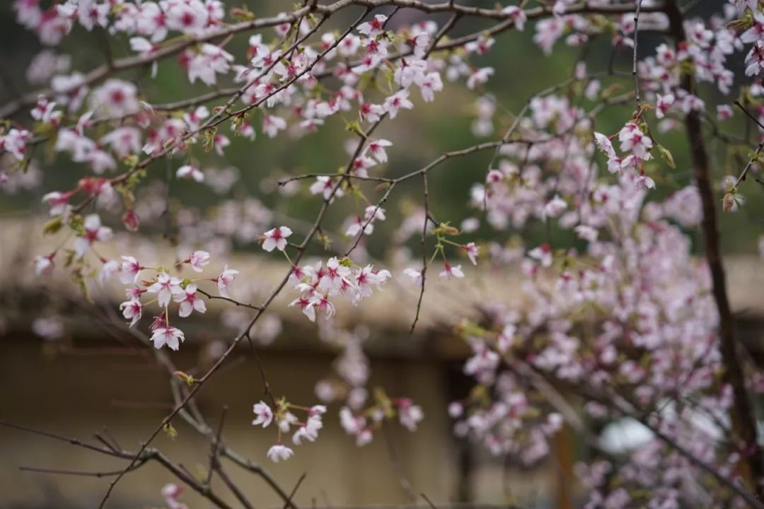 杭州大叔包下一座山谷造民宿,杭州高山樱花民宿