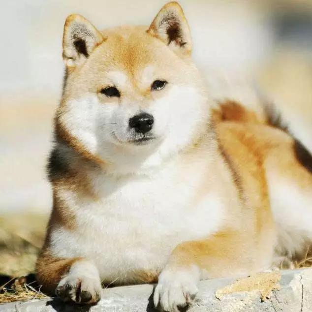 45种狗狗,45种狗狗很难得一见你认识几种