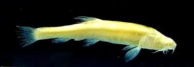 野生泥鳅品种图片大全大图,最大的泥鳅图片大全