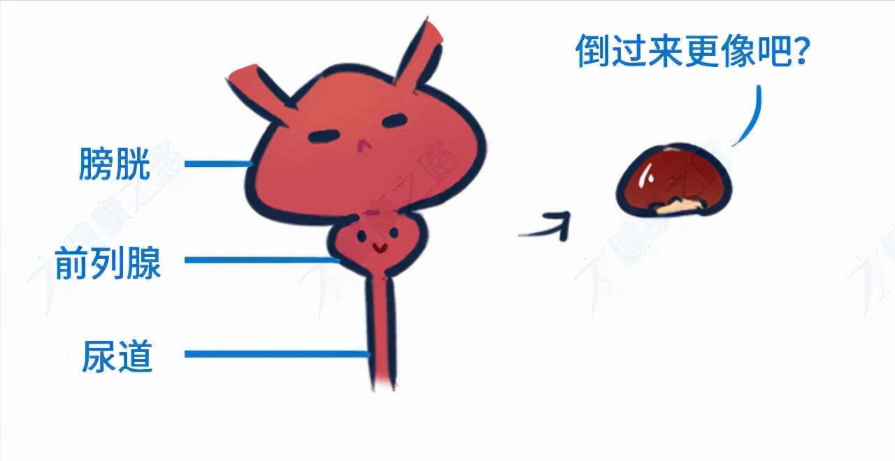男人的前列腺有什么作用,男性的前列腺是起什么作用的