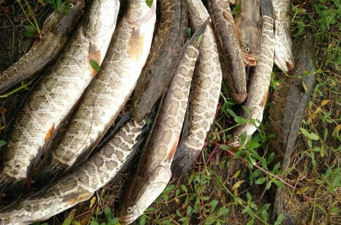 气温高对钓黑鱼有影响吗,热天钓黑鱼绝招