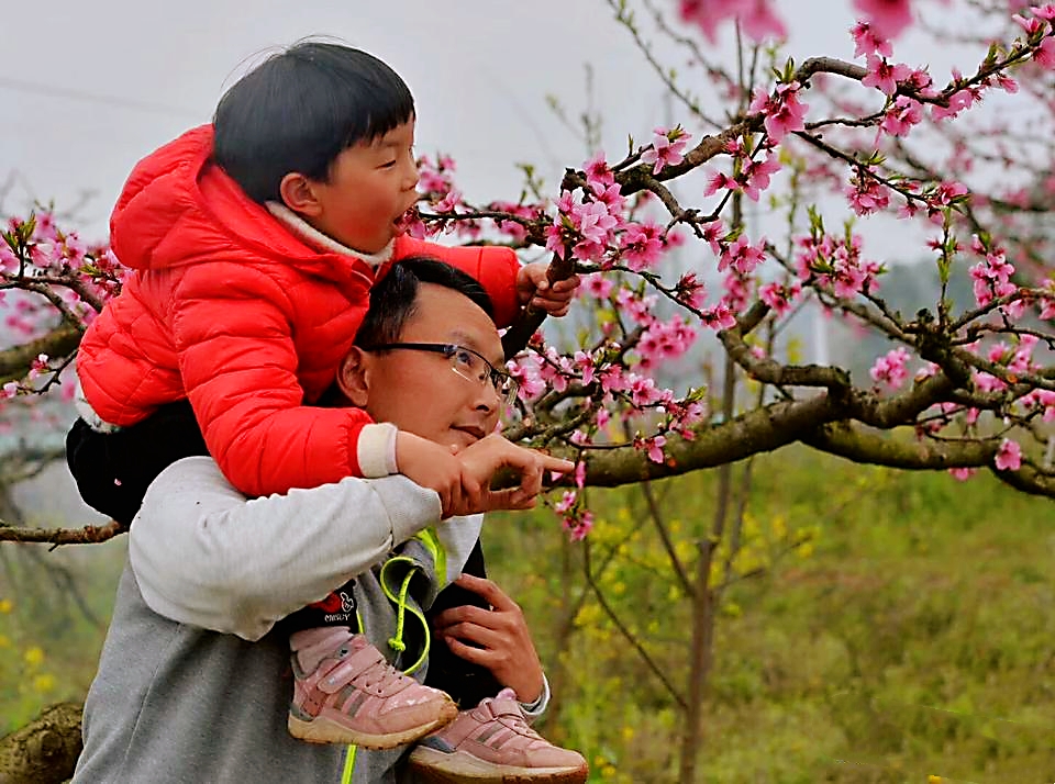 桃树怎样以水控旺,桃树如何灌溉最省劲