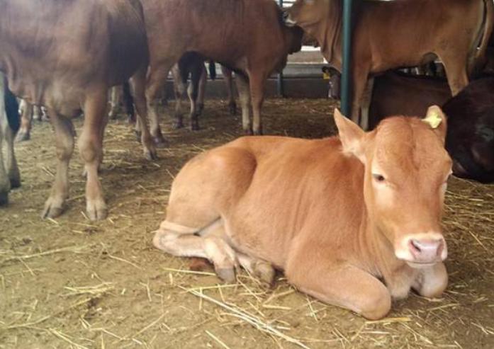刚下牛犊拉稀怎么治,牛犊拉稀拉黄水怎么治疗