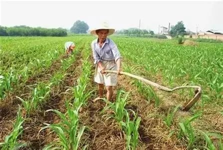 玉米苗期病虫害的防治,玉米苗期病虫害图片