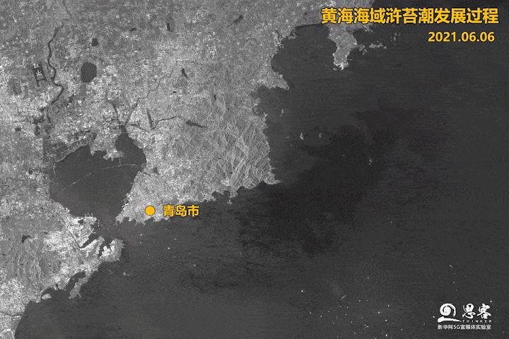 青岛绿苔还有吗,青岛现在变绿了么