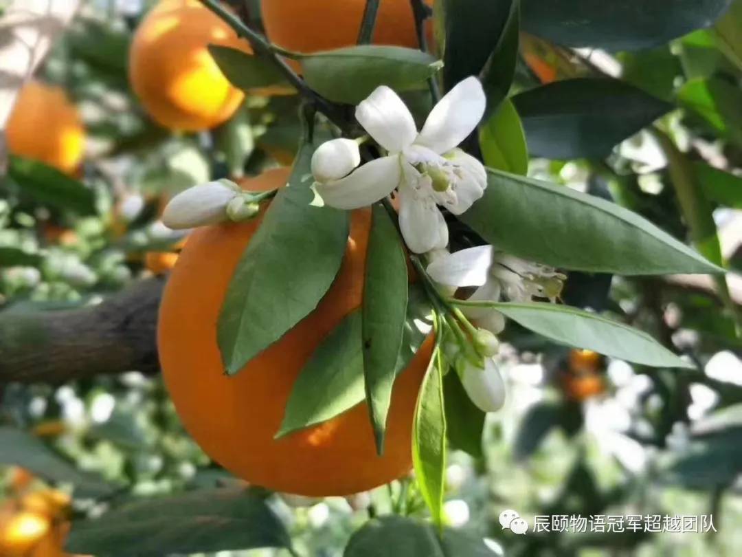 人间最美四月天春光正盛,人间最美四月天不负春风和暖阳