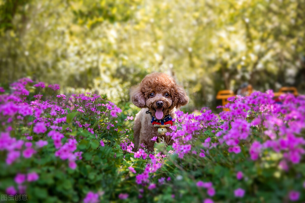 办理狗证的大型犬就可以养了吗,养犬登记指南