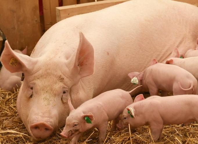 母猪下崽后没有奶水怎么办,刚下崽的母猪没奶水怎么办