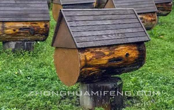 中蜂春天扩群最快方法,中蜂怎么样快速扩场