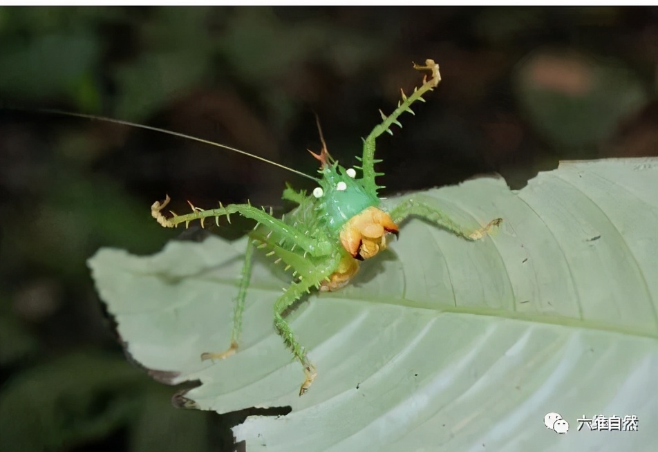 常见凶猛的食肉昆虫,南美洲最凶猛的野兽