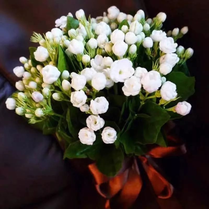 养花公认最美4种花满屋飘香,公认最好养的五种花