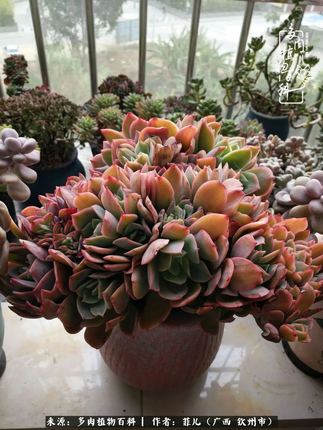 多肉相伴的感悟,与多肉为伴的时光真的很美好