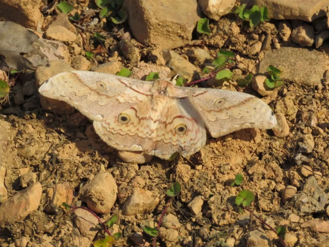 传说中的蛊虫真的有吗,传说中的扑棱蛾子