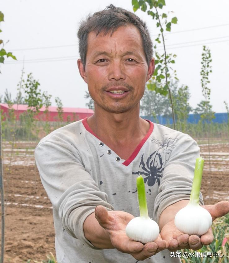 拼多多卖大蒜农产品,拼多多农业农村补贴