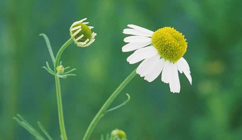 洋甘菊精油适合敏感肌肤吗,德国洋甘菊精油