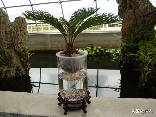 水培植物养殖方法和注意事项,植物转水培注意事项