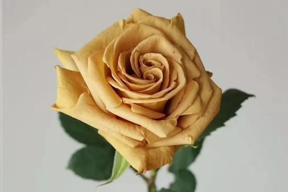 花店必备的5款玫瑰,鲜花图鉴一次性认识30种玫瑰花