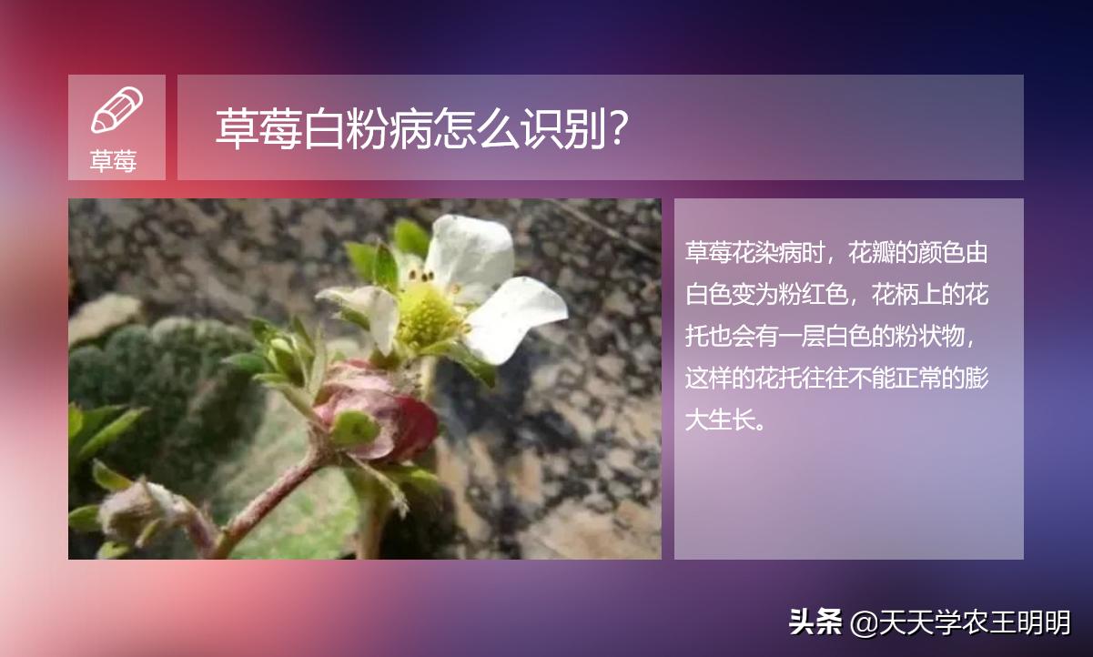 草莓长白毛是白粉病吗,草莓叶片上出现粉色白斑防治方法