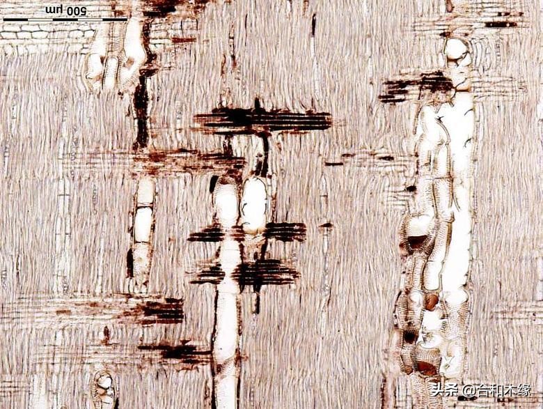 紫罗兰和赛州黄檀的区别,赛州黄檀是紫罗兰木吗