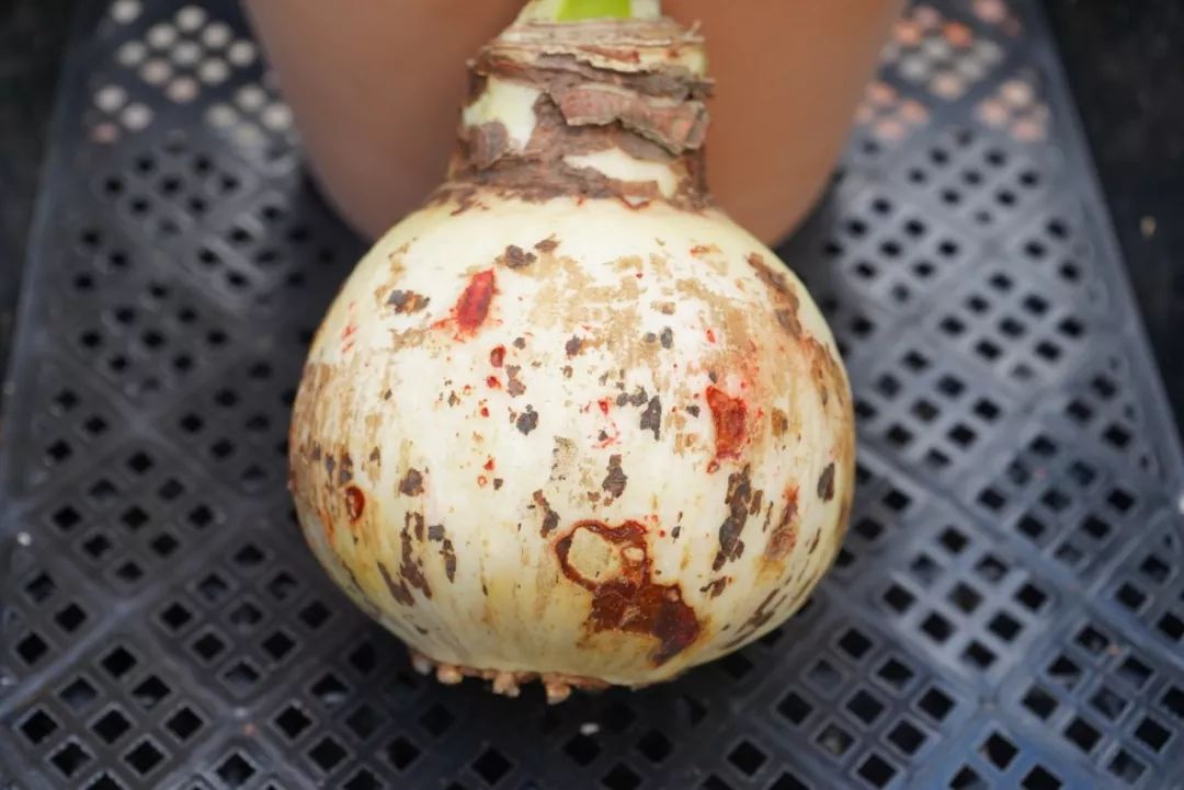 朱顶红为什么老是烂球,怎么才能让朱顶红不生小球