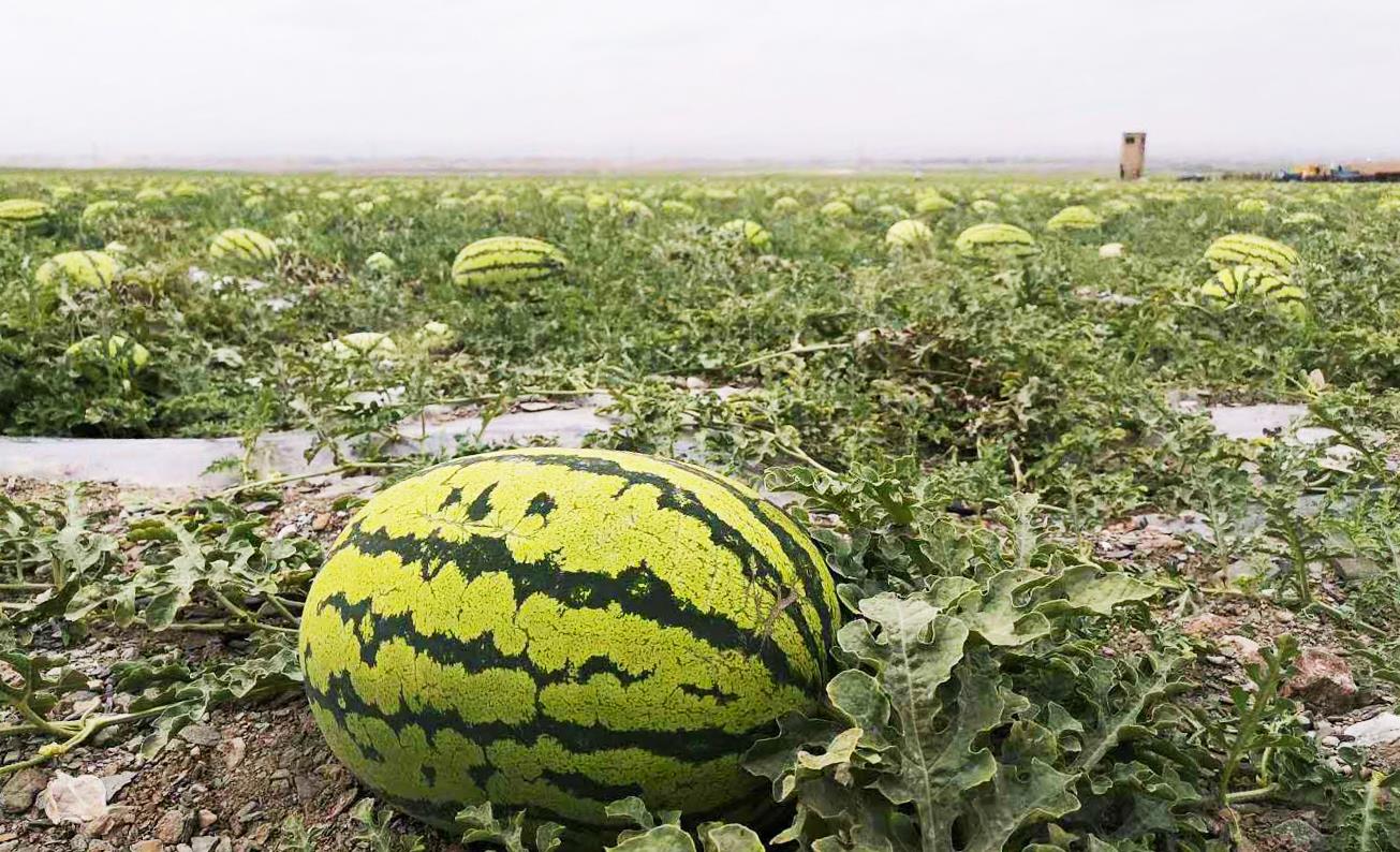 禁种戈壁西瓜的原因,戈壁西瓜为什么禁种