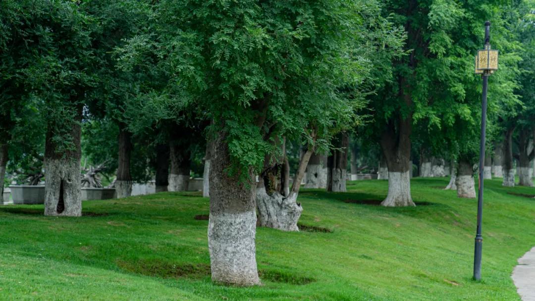 西安花海小森林,西安周边适合郊游野餐的地方