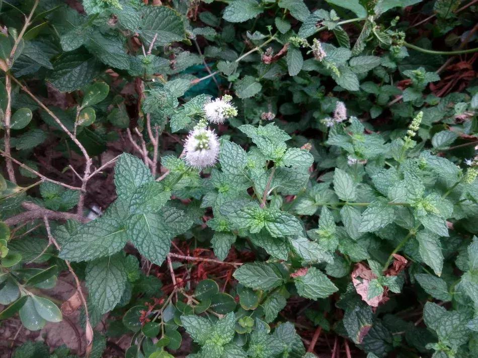 吸毒草有毒吗,吸毒草真的吸毒吗