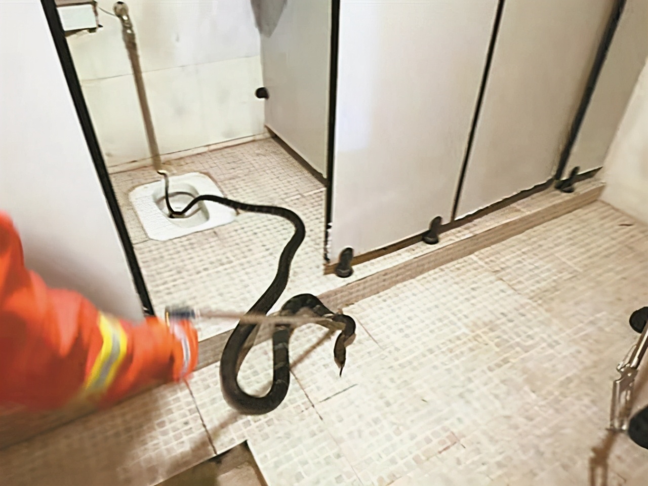 巨型眼镜王蛇闯进民宅它有多危险,眼镜王蛇闯进工地