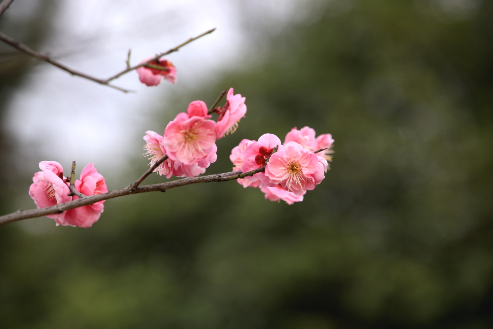 早春二月竖笛曲谱,早春二月笛子演奏
