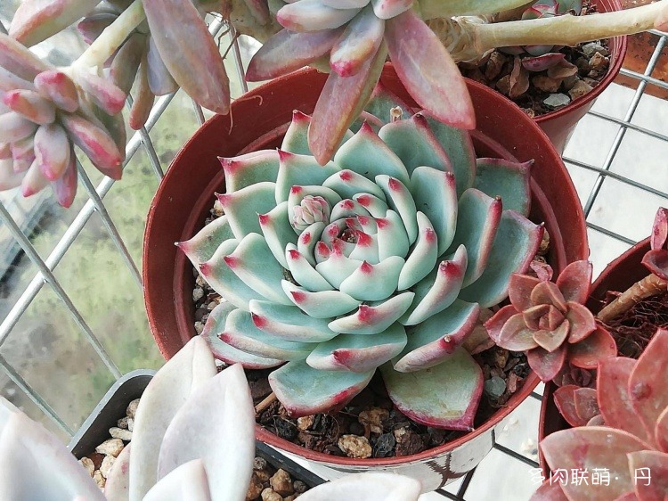 多肉长大了越来越好看,服盆期多肉变小