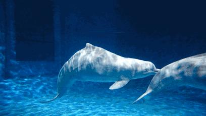 来一场说走就走的旅行珠海长隆,广东长隆及珠海长隆旅游攻略