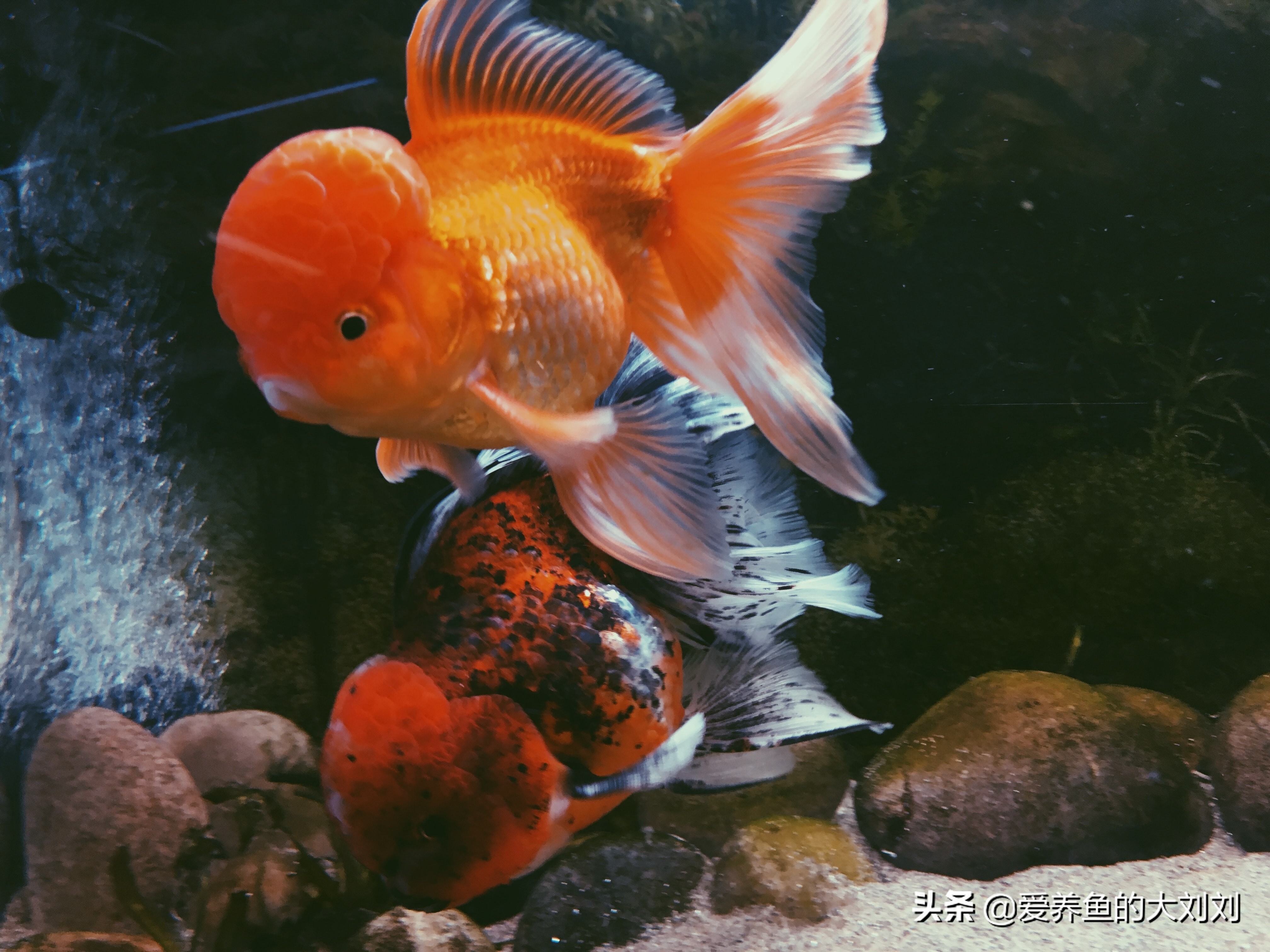 冬季金鱼吃什么饲料好养,金鱼都喂食什么饲料比较好